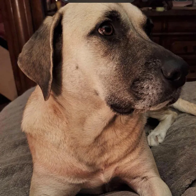 An adult large-sized female Brindle Anatolian Shepherd dog named Sadie Mae for adoption in CUMMING, GA