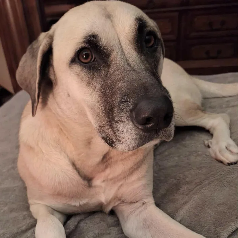 Sadie Mae thumbnail 2