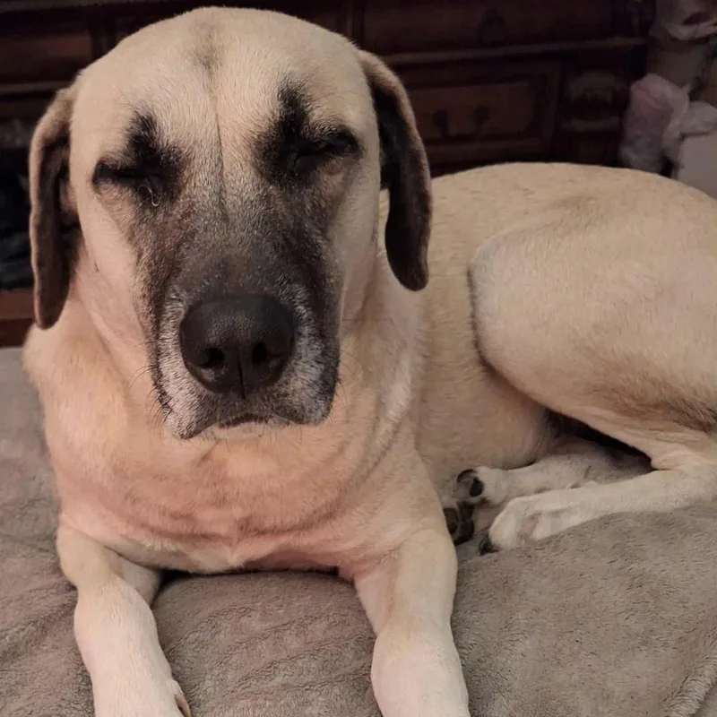Sadie Mae thumbnail 3