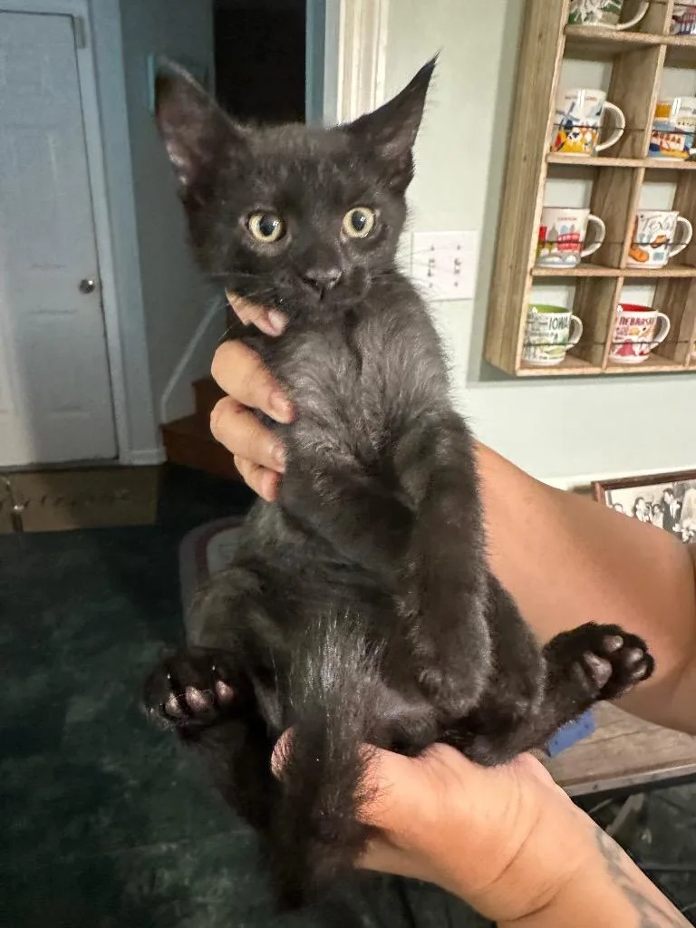 A baby large-sized male American Shorthair cat named Banjo for adoption in Darien, GA