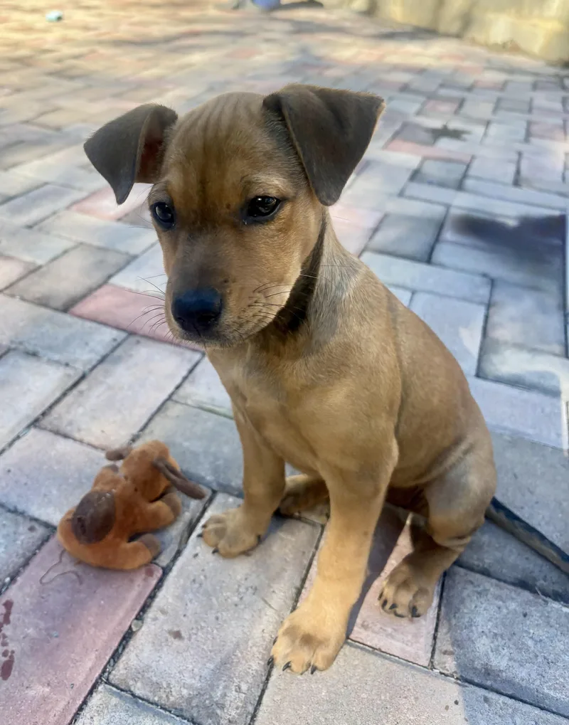 A baby medium-sized female Labrador Retriever dog named Sally for adoption in Waxhaw, NC