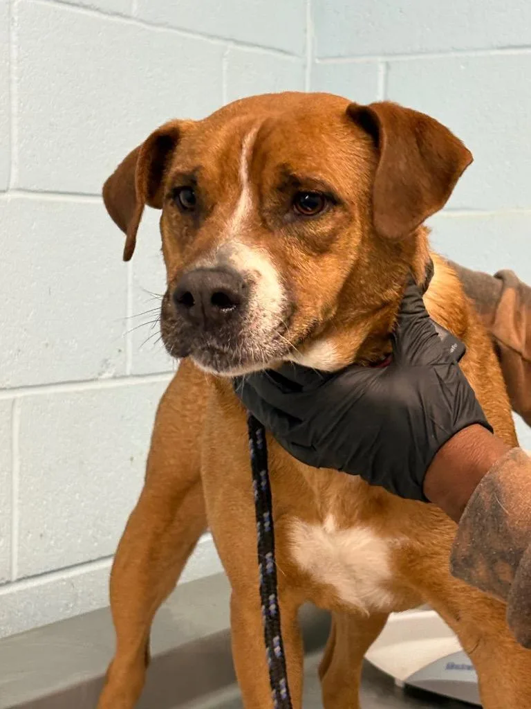 An adult medium-sized male Mixed Breed dog named Teal for adoption in Effingham, SC