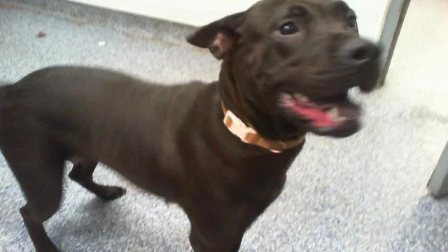 A young medium-sized female Labrador Retriever dog named Luna for adoption in Charlotte, NC