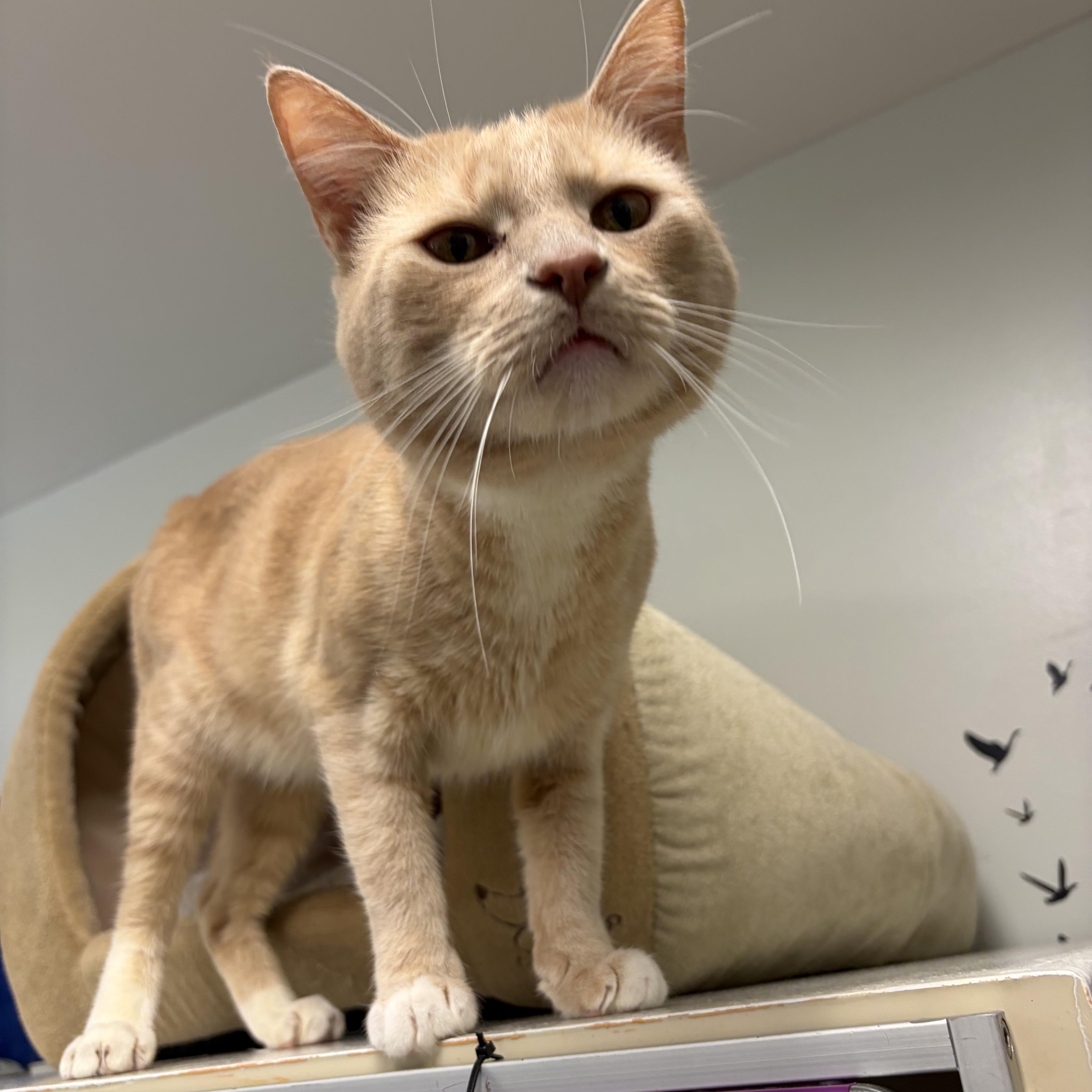 An adult medium-sized male Tiger cat named Hemlock for adoption in Gardner, MA