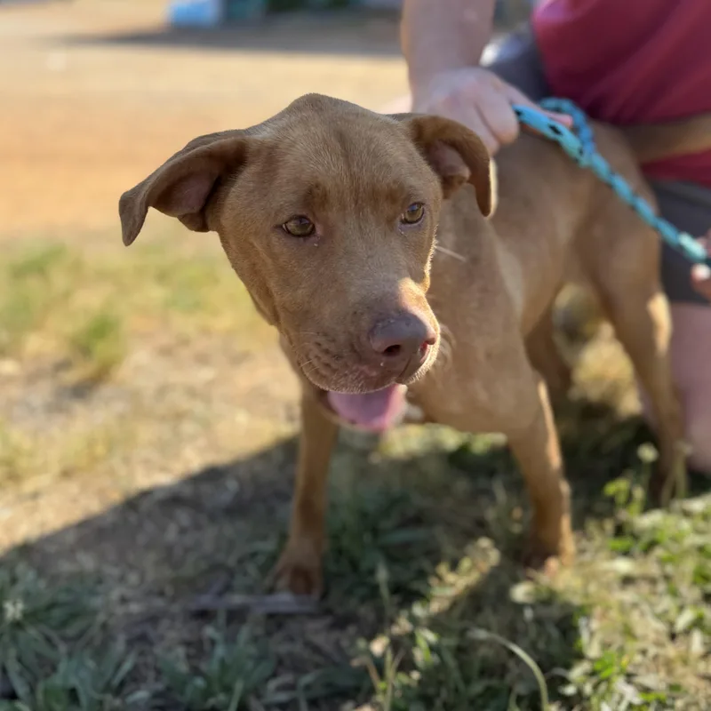 An adult medium-sized female Red / Chestnut / Orange Mixed Breed dog named Peaches for adoption in Columbia, SC