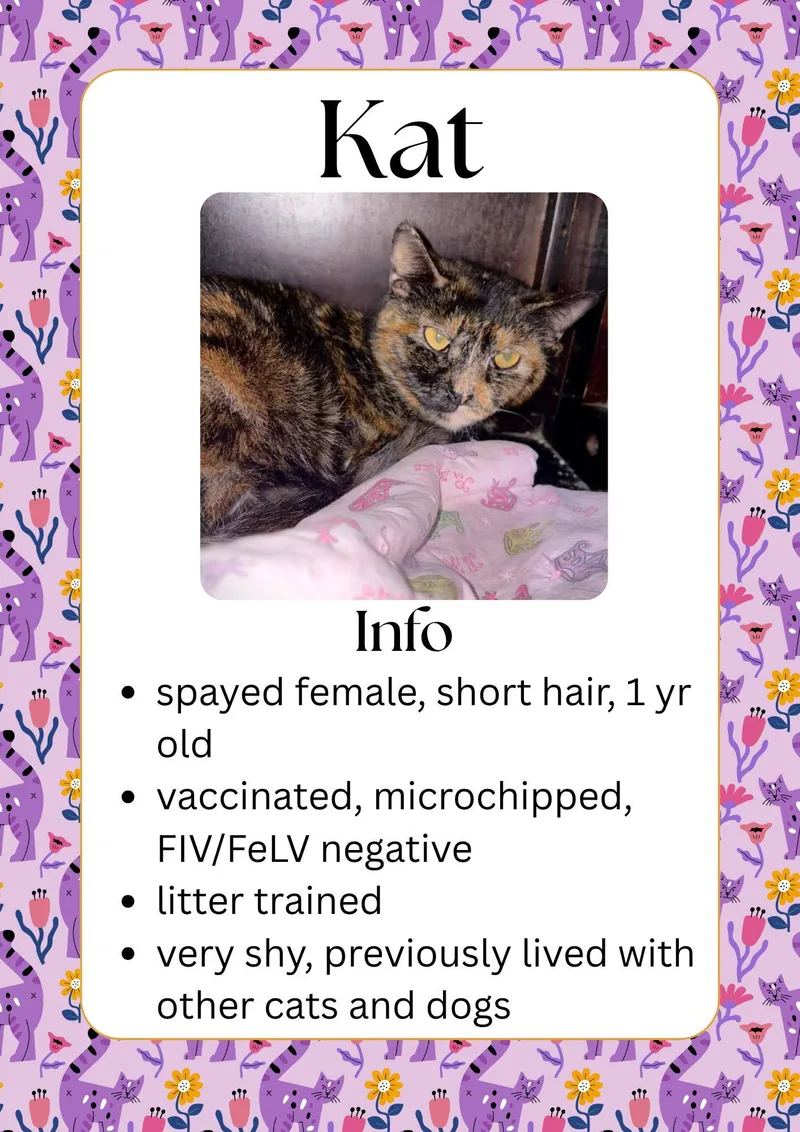 An adult medium-sized female Tortoiseshell Domestic Short Hair cat named Kat for adoption in Greensburg, IN