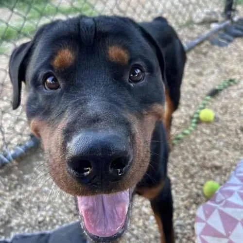 A young large-sized male Rottweiler dog named Beau for adoption in Patterson, NY