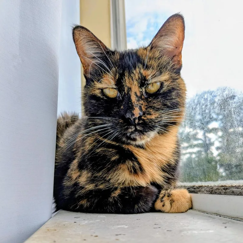 A senior large-sized female Tortoiseshell Domestic Short Hair cat named Beegers for adoption in Huntsville, AL