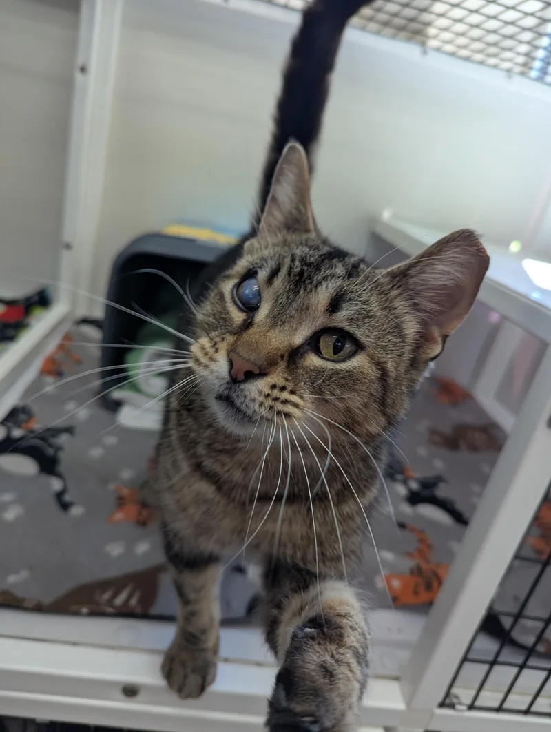 An adult medium-sized male Domestic Short Hair cat named Scar for adoption in Oconto, WI