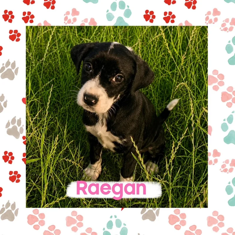 A baby medium-sized female Hound dog named "Horror Hound" Crew for adoption in Richmond, VA
