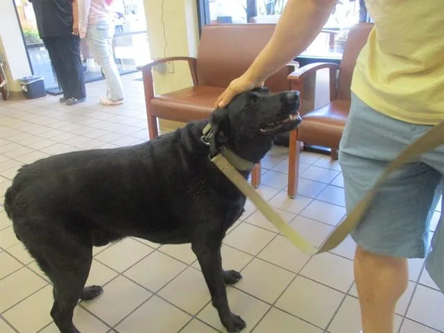 An adult large-sized male Labrador Retriever dog named Maui for adoption in Ocala, FL