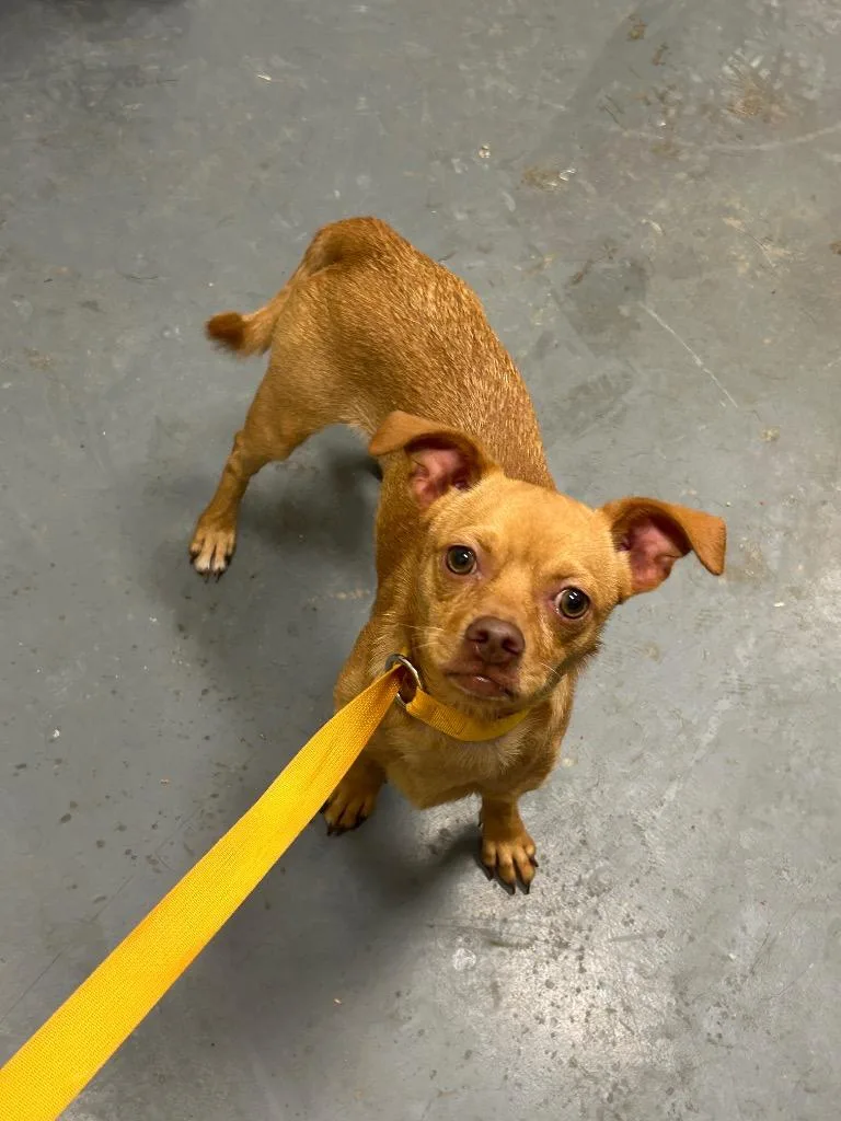 A young medium-sized male Chihuahua dog named Rooty for adoption in Winder, GA