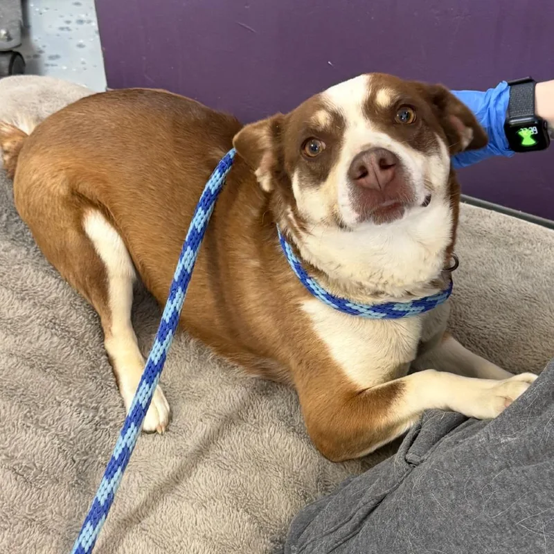 A young medium-sized female Red / Chestnut / Orange Mixed Breed dog named Bumblebee for adoption in Park City, UT