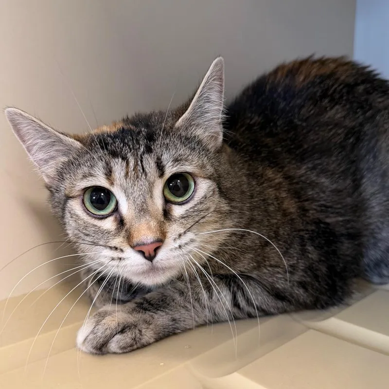 An adult small-sized female Gray / Blue / Silver Domestic Short Hair cat named Mama for adoption in Cody, WY