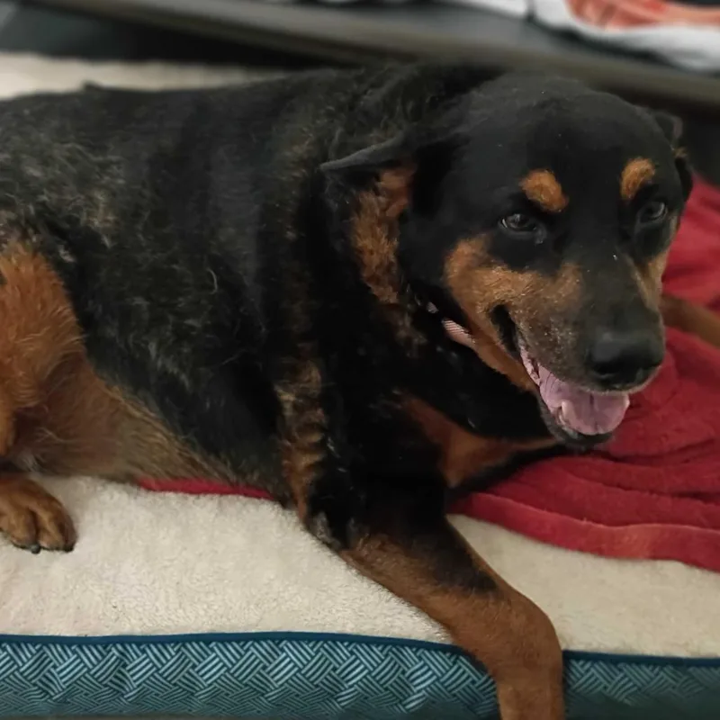 A senior large-sized female Black Mixed Breed dog named Emma for adoption in Davenport, IA