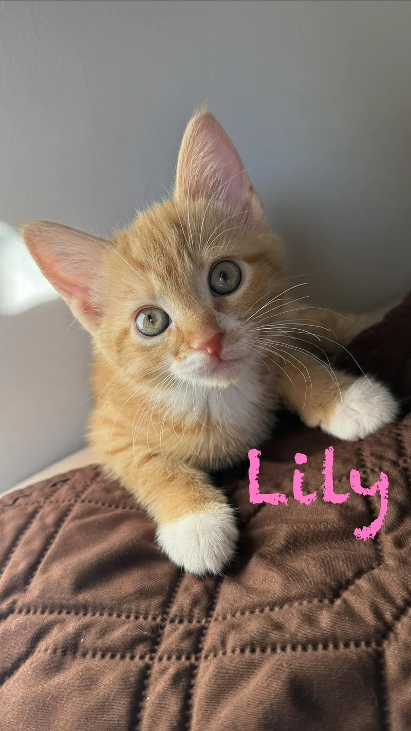 A baby small-sized male Orange & White Domestic Short Hair cat named Lily and Jonny for adoption in Ellicott City, MD