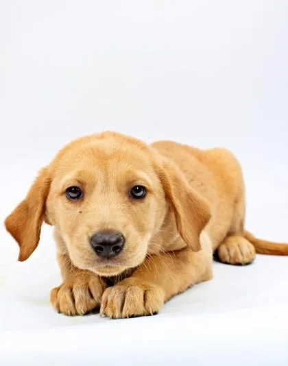 A baby medium-sized female Australian Shepherd dog named Brittany for adoption in Morton Grove, IL