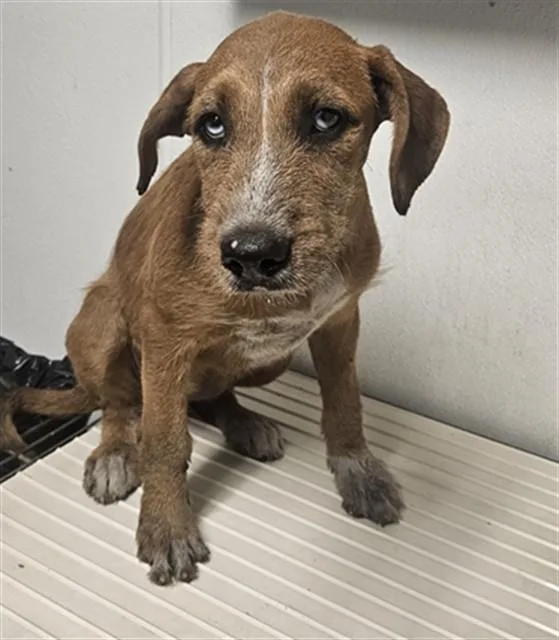 A baby small-sized female Terrier dog named Almond for adoption in Bakersfield, CA