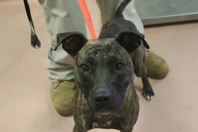 A young medium-sized female Mixed Breed dog named Charlotte for adoption in Columbia, SC
