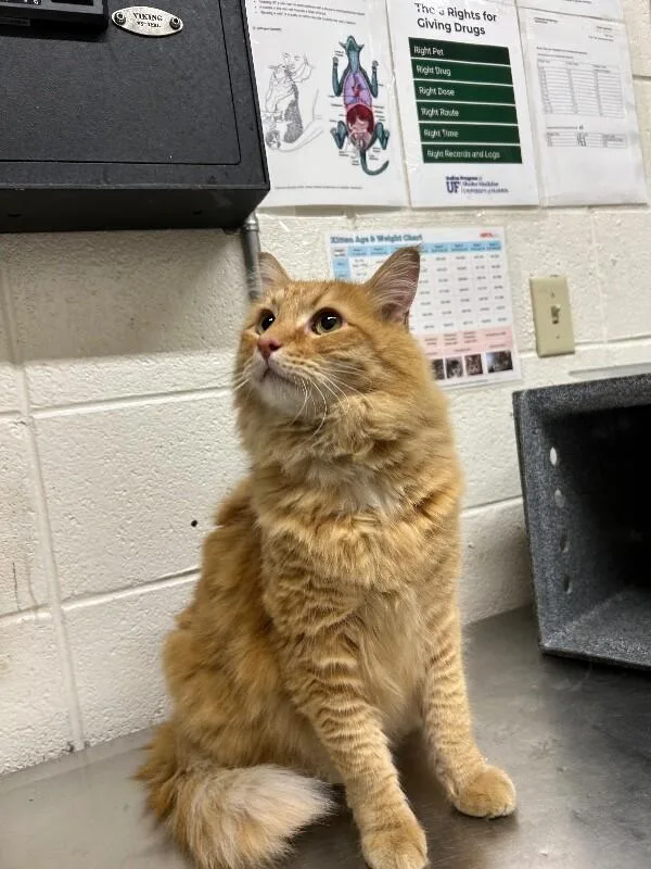 A senior medium-sized male Orange / Red Domestic Medium Hair cat named Aslan for adoption in Fruit Heights, UT