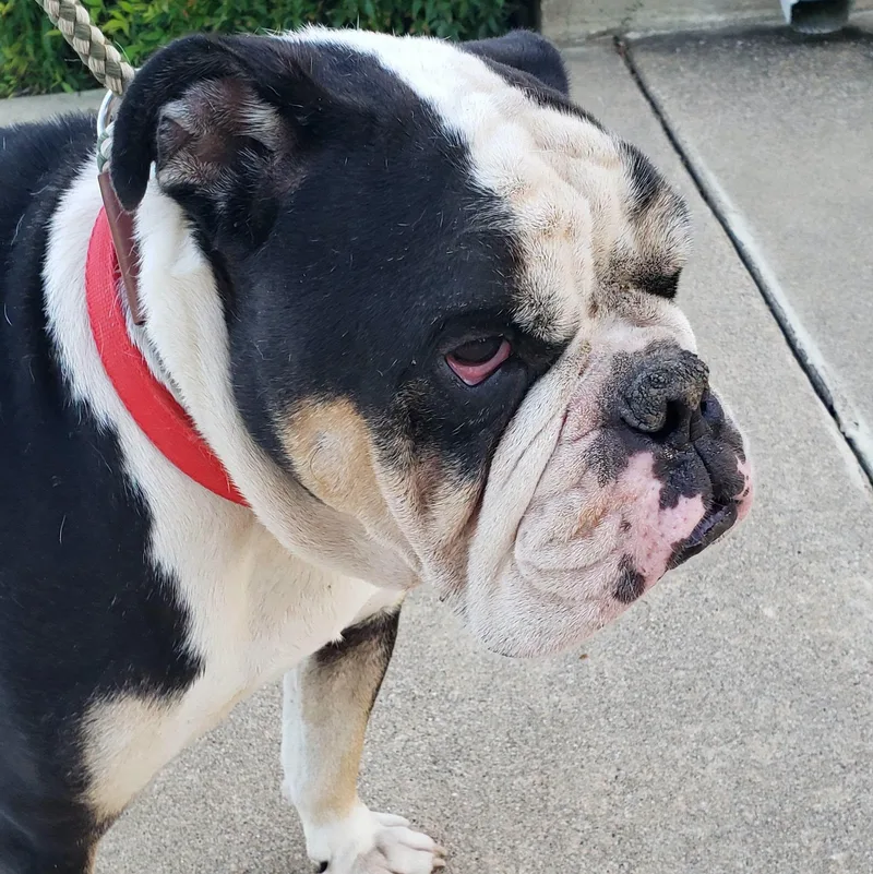 An adult large-sized male Tricolor (Brown, Black, & White) English Bulldog dog named Sergeant for adoption in Bryan, TX