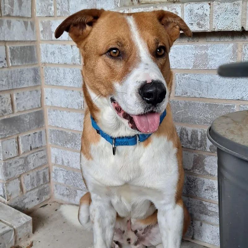 A young large-sized male Australian Cattle Dog / Blue Heeler dog named Rusty for adoption in Krum, TX