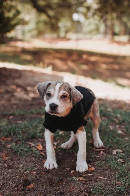 A young small-sized male American Staffordshire Terrier dog named A Rudy for adoption in North Charleston, SC