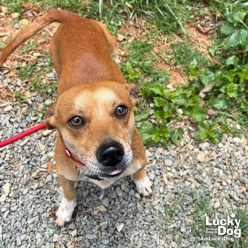 A young small-sized male Chihuahua dog named Mighty for adoption in Washington, DC