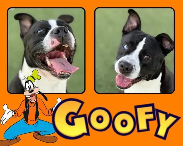 Goofy