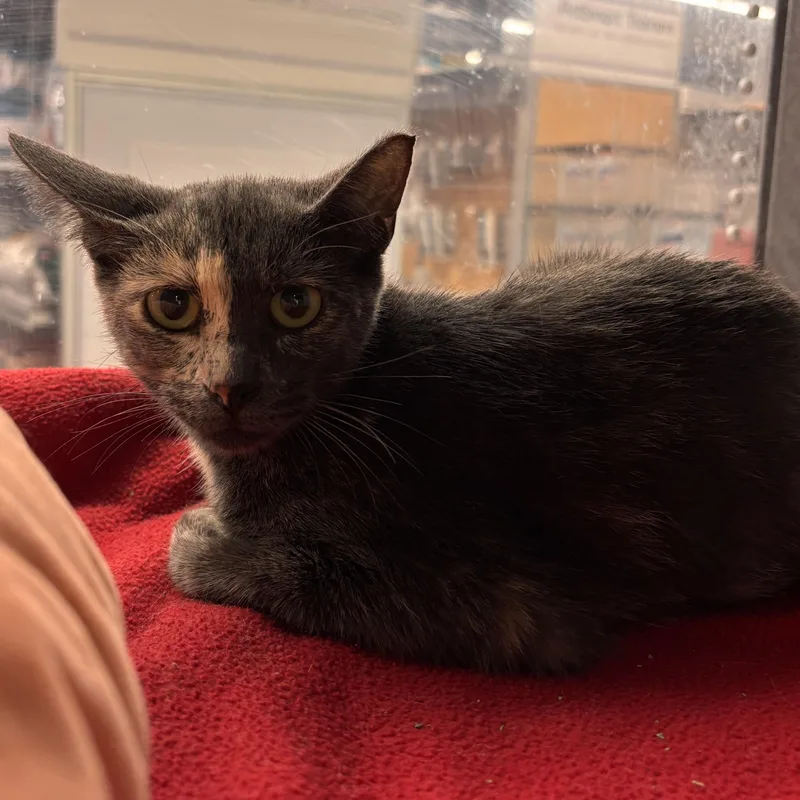 A young small-sized female Dilute Tortoiseshell cat named Barkley for adoption in Woodlawn, TN