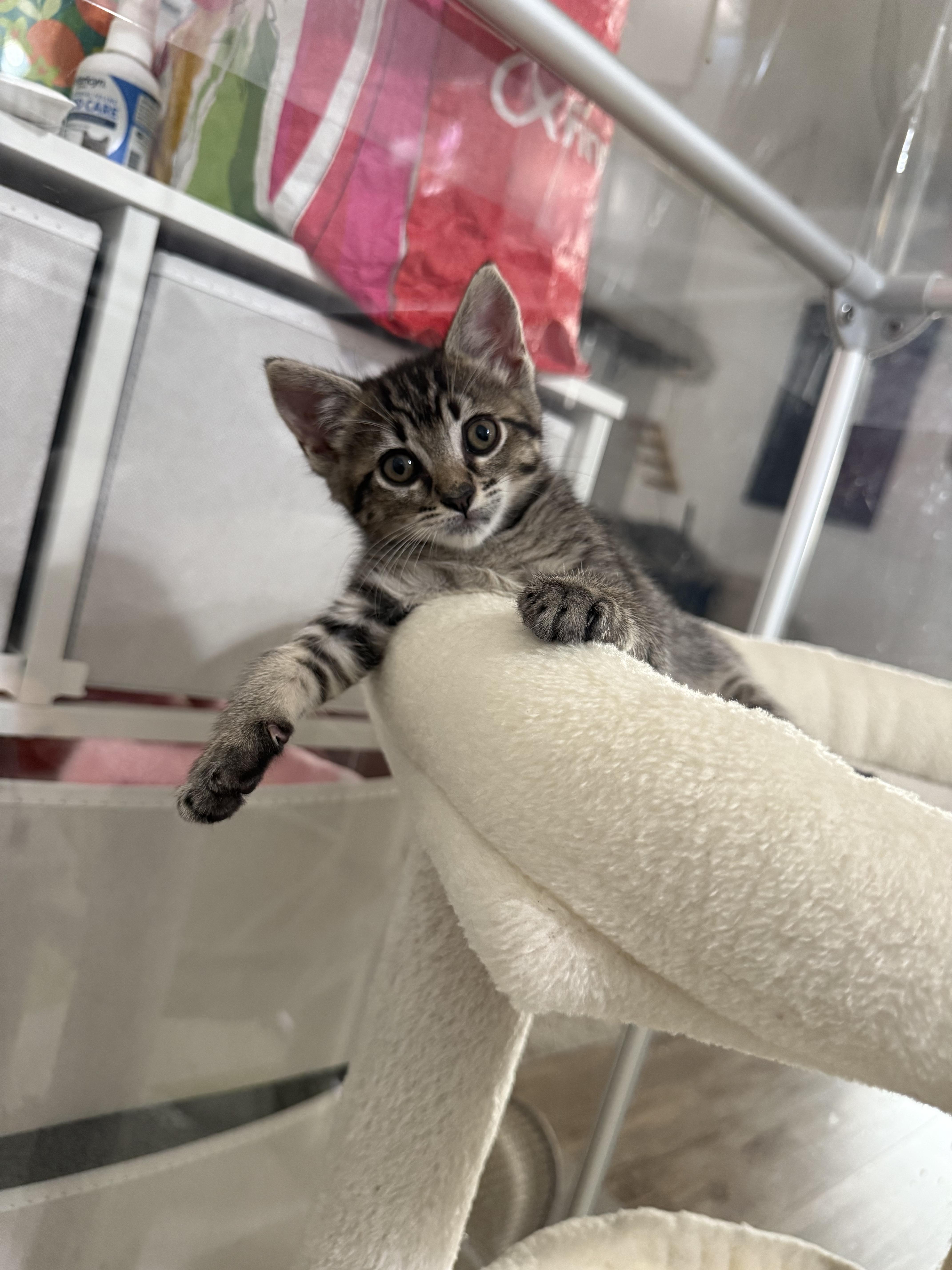 A young medium-sized female Tabby (Gray / Blue / Silver) Domestic Short Hair cat named Lily for adoption in El Segundo, CA