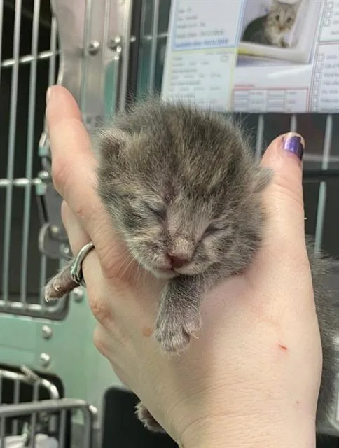 A baby small-sized female Domestic Short Hair cat named Mary Margaret for adoption in Albuquerque, NM