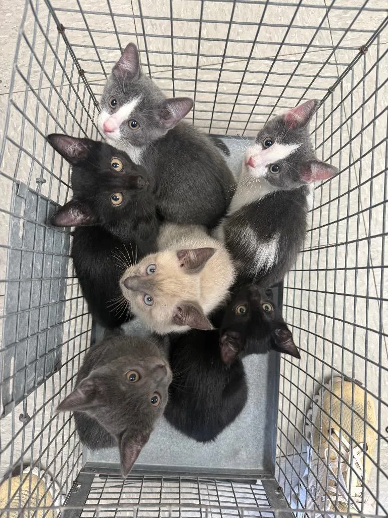 A baby medium-sized male Siamese cat named C for adoption in Sorrento, LA