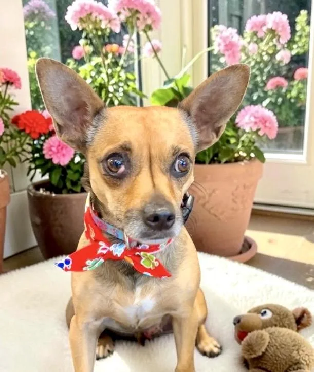 An adult small-sized female Golden Chihuahua dog named Juliet for adoption in Perry, IA