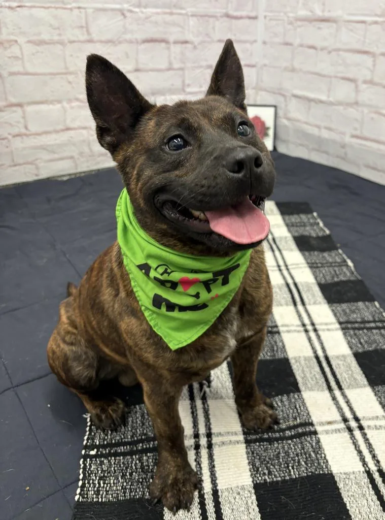 Stine