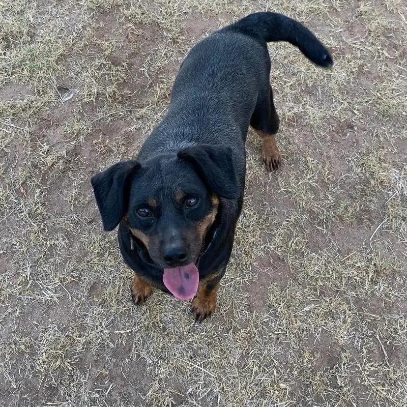 A senior medium-sized male Black Miniature Pinscher dog named Norm 'Titan' for adoption in Midland, TX