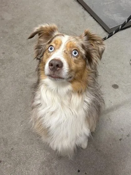 Duke