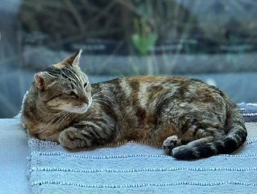 An adult medium-sized female Domestic Short Hair cat named Maryanne for adoption in Oakland, CA