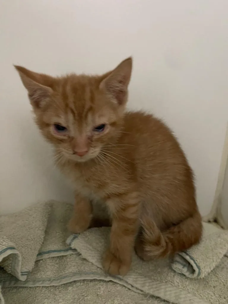 A baby small-sized male Domestic Short Hair cat named Andy for adoption in Henderson, NC
