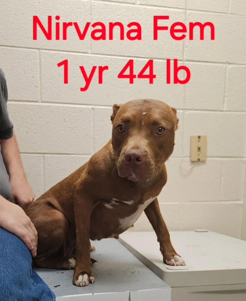 A young medium-sized female Pit Bull Terrier dog named Nirvana for adoption in Herndon, VA