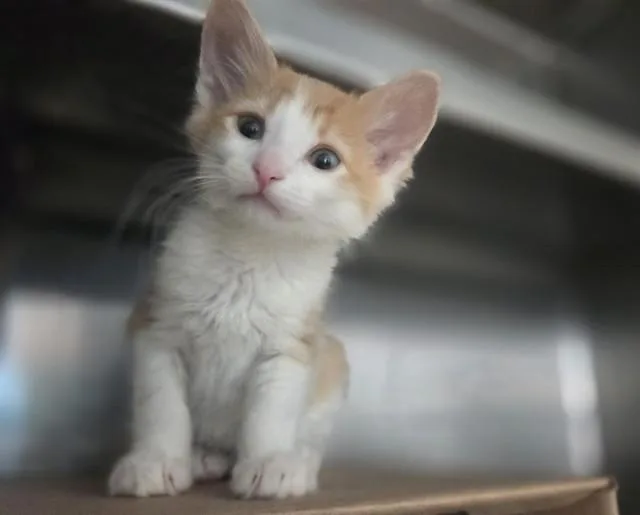 A baby small-sized male Domestic Short Hair cat named Spruce for adoption in Antioch, CA