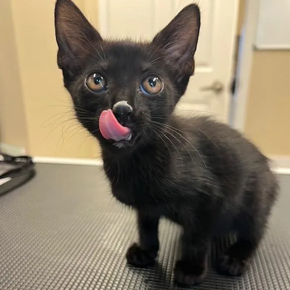 A baby small-sized male Black Domestic Short Hair cat named Lemur for adoption in Lake Panasoffkee, FL