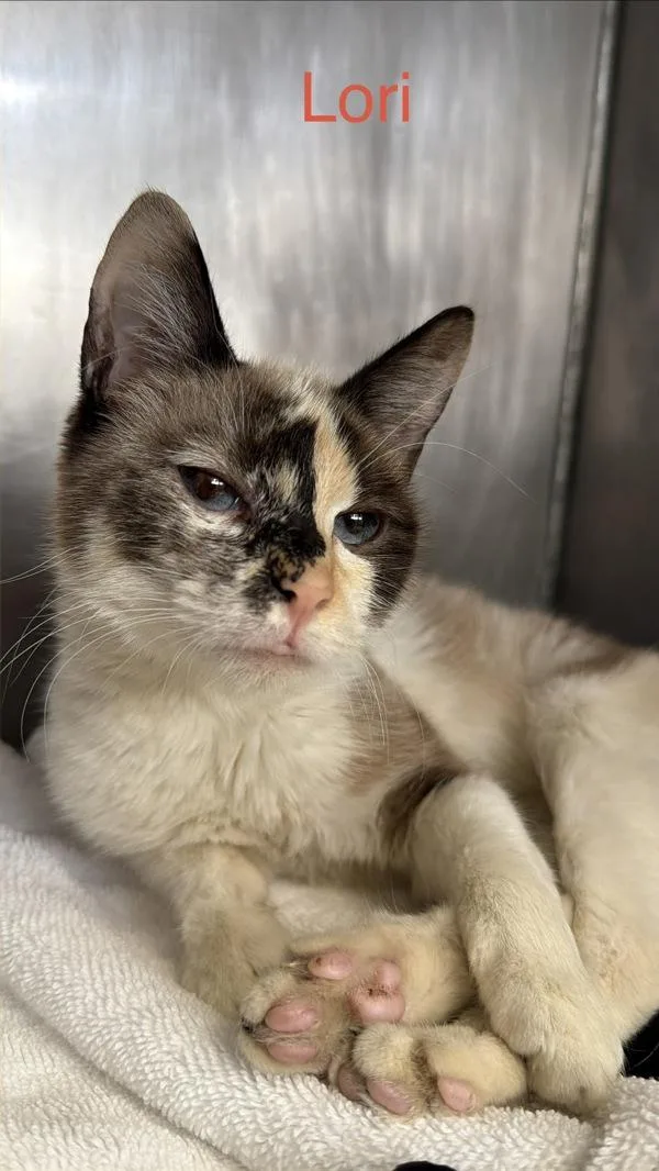 A baby medium-sized female Domestic Short Hair cat named Lori for adoption in Canton, GA