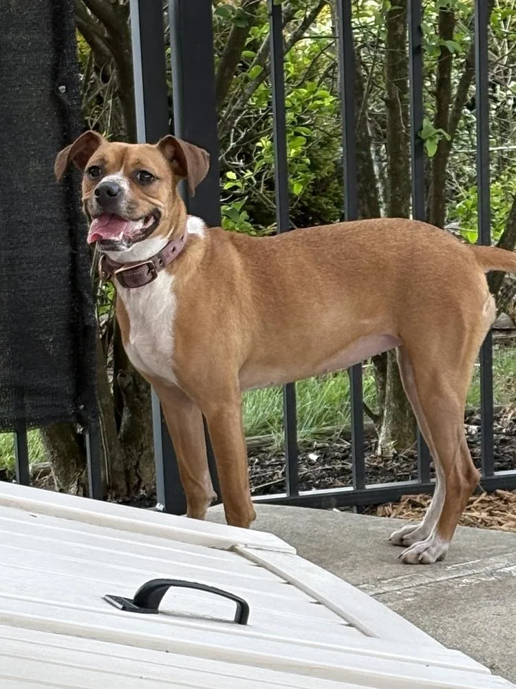 A young medium-sized female Beagle dog named Addie for adoption in Irwin, PA