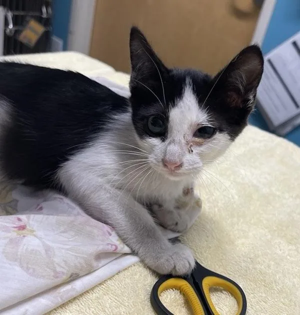 A baby small-sized female Domestic Short Hair cat named Whitney for adoption in Escondido, CA