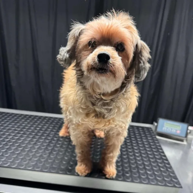 A senior small-sized male Apricot / Beige Mixed Breed dog named Turtle for adoption in Buffalo, MN