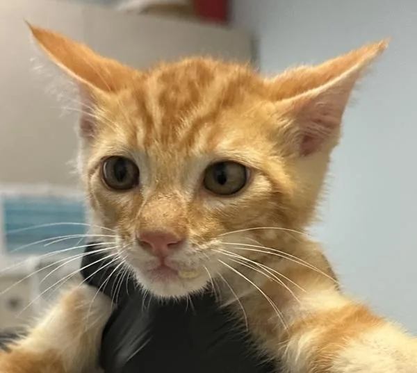Nelson
