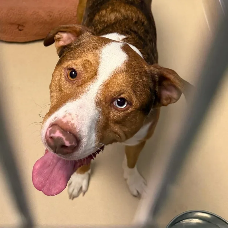 An adult large-sized male Yellow / Tan / Blond / Fawn Mixed Breed dog named Brody for adoption in Philadelphia, PA