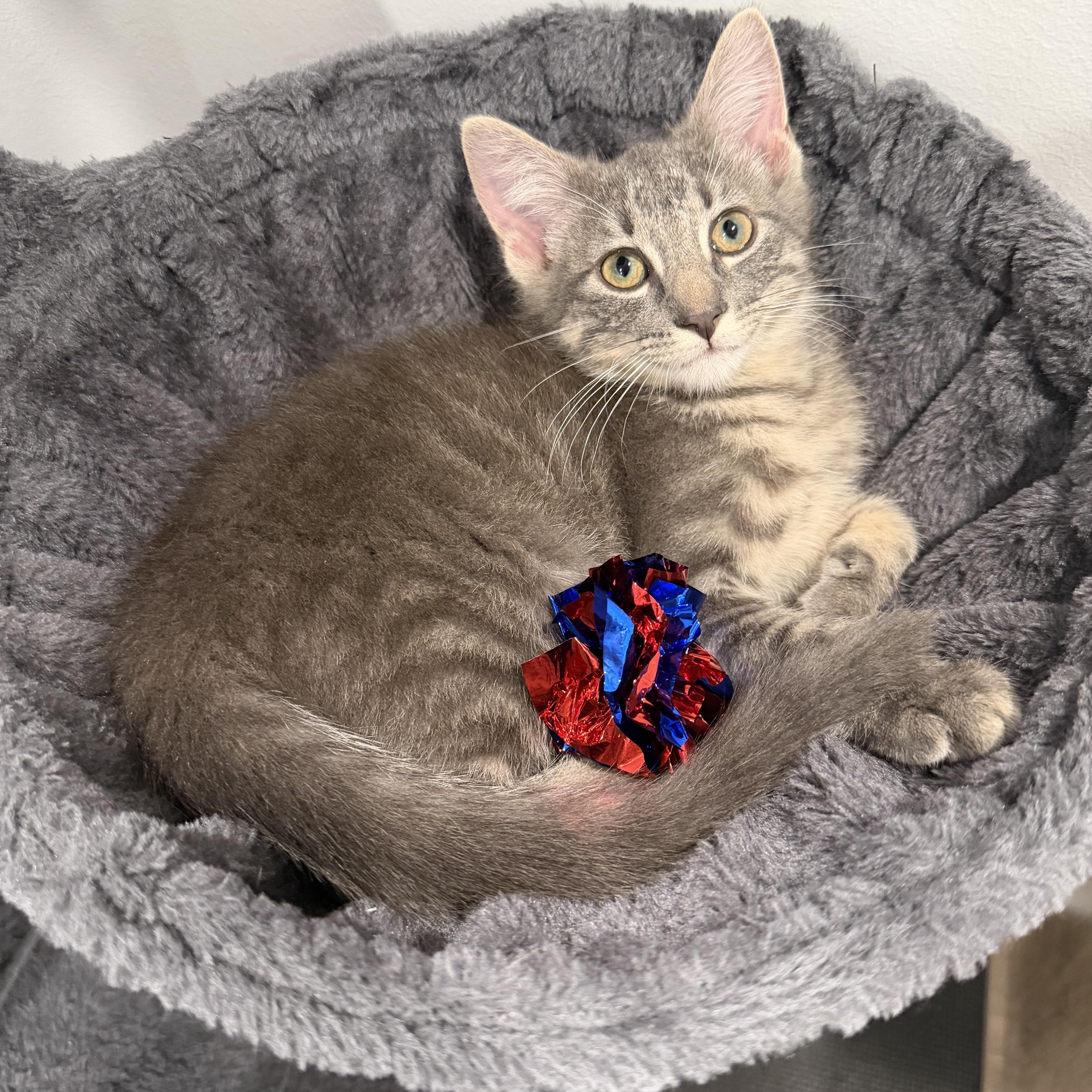 A baby medium-sized male Domestic Medium Hair cat named McSteamy for adoption in Chicago, IL