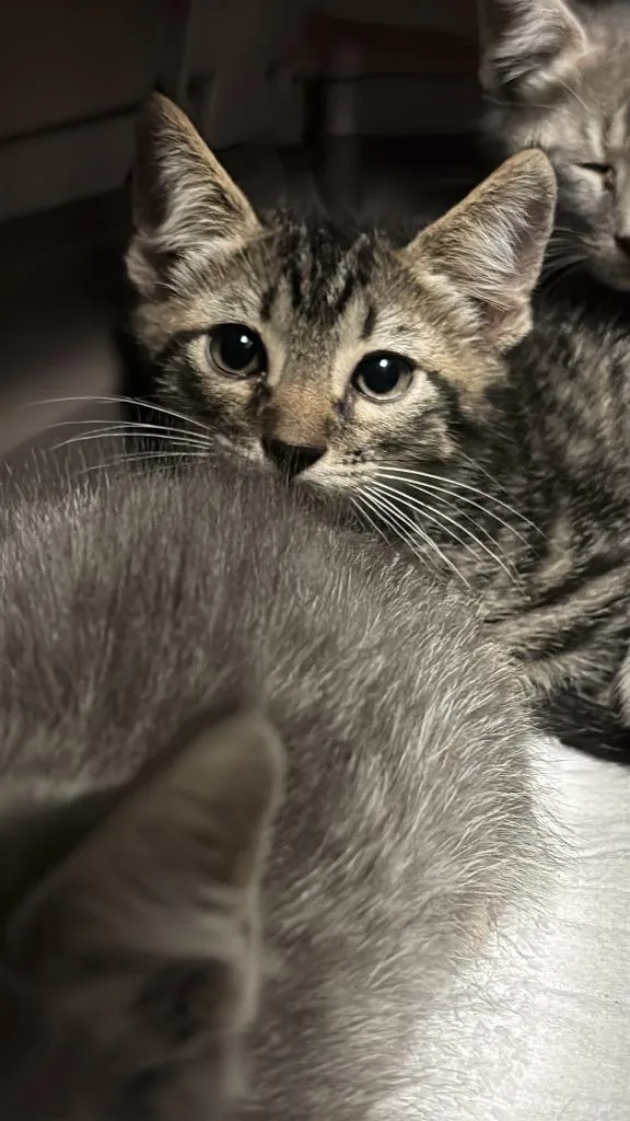 A baby medium-sized male Domestic Short Hair cat named Hamlet for adoption in New Braunfels, TX